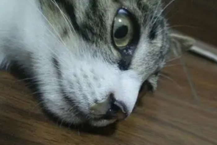 猫感冒流鼻涕打喷嚏吃什么药效果好