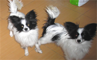 蝴蝶犬串串智商高吗