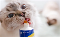 猫咪营养膏助爱猫增强提高免疫力,预防猫癣!