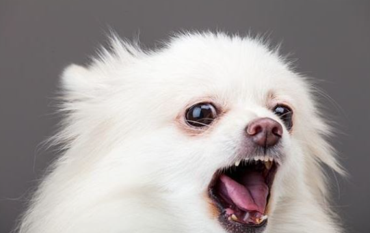 养博美犬的好多个“弊端”,难怪那麼多的人害怕养 养博美犬的好多个“弊端”,难怪那麼多的人害怕养