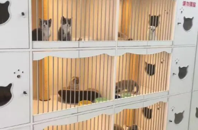 猫舍布偶猫推荐 猫舍布偶猫推荐