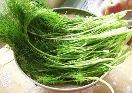 狗狗可不可以吃茴香