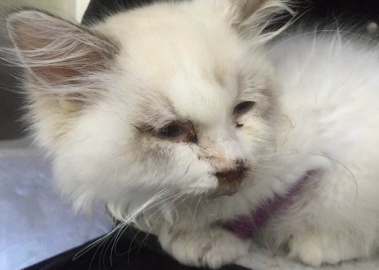 猫瘟什么才是好转迹象