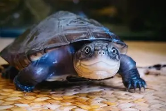 西非侧颈龟吃泥鳅吗 西非侧颈龟吃泥鳅吗