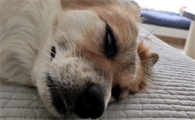 老狗狗为什么睁眼睡觉