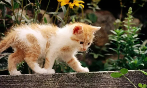 猫咪为什么喜欢咬我的主人 猫咪为什么喜欢咬我的主人