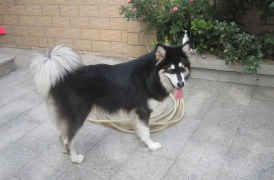 阿拉斯加犬得了肝硬化腹水还能活多久?小狗常见病!
