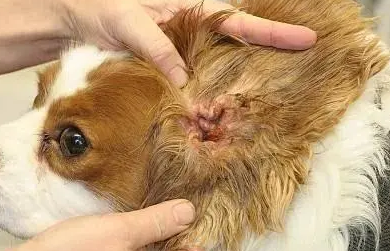 狗狗中耳炎吃什么药消炎 狗狗中耳炎吃什么药消炎