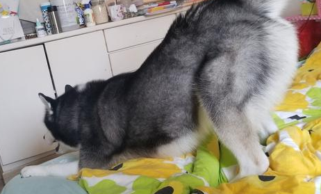 一辈子养了这5种狗,你別想过得舒服,由于他们都没皮没脸 一辈子养了这5种狗,你別想过得舒服,由于他们都没皮没脸
