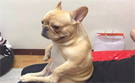 这5件事儿便是法斗犬的软肋，外人碰一下都不行