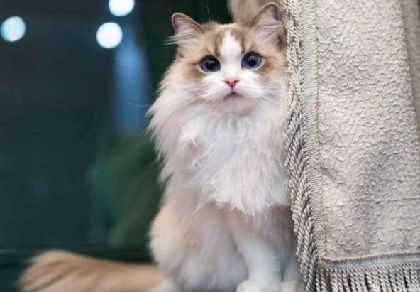 猫咪不能吃的食物有哪些？