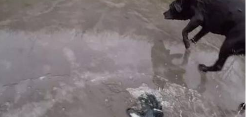 狗狗像往常一样一头扎进河里游泳,殊不知河水结冰,直接被冻哭了 狗狗像往常一样一头扎进河里游泳,殊不知河水结冰,直接被冻哭了