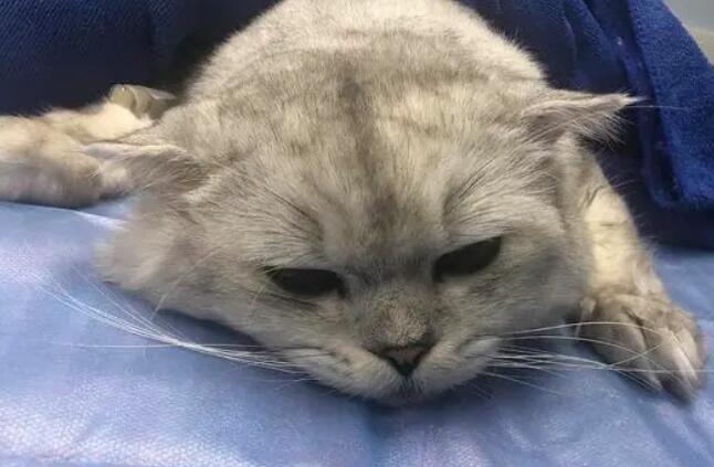 绝育后公猫骑射要制止吗