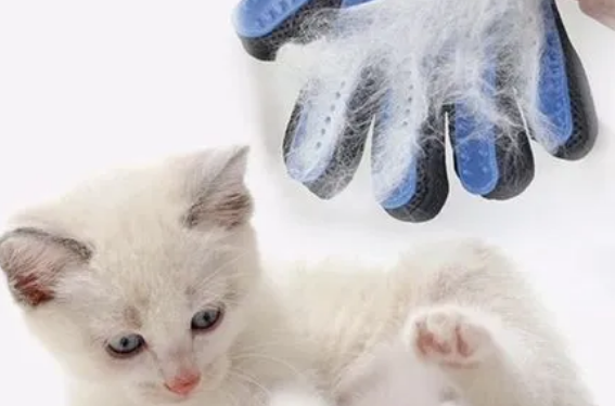 猫咪换毛护理的时候，你做对了吗？