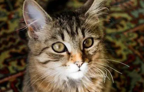 猫不分昼夜的叫唤是怎么回事呀