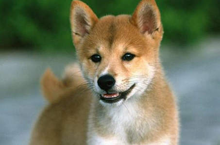 三个月的柴犬骨架小也不长怎么办？来看看吧