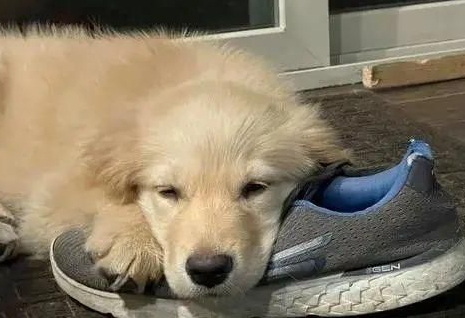 狗狗为什么丢鞋子 狗狗为什么丢鞋子