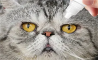 猫一只眼睛有脓黄眼屎？这说明什么？