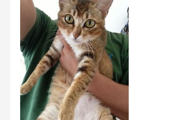 图解抱猫咪的正确方式是什么？