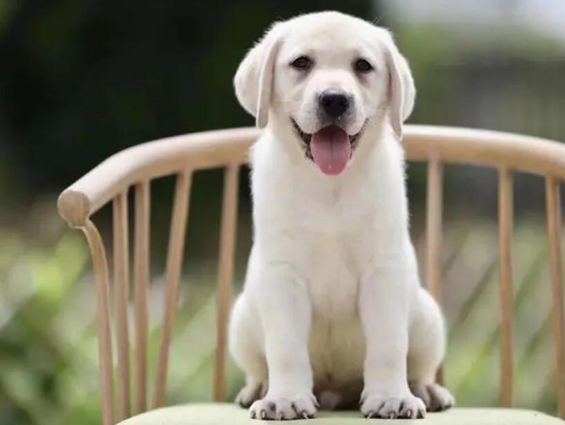 新手怎么养拉布拉多幼犬 新手怎么养拉布拉多幼犬