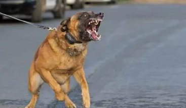 恶犬咬人被打死 恶犬咬人被打死