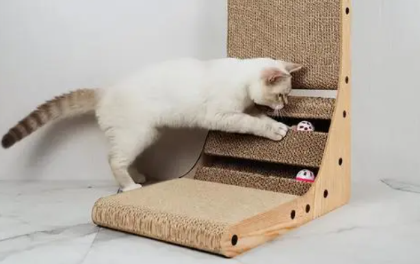 猫多大玩猫抓板比较好