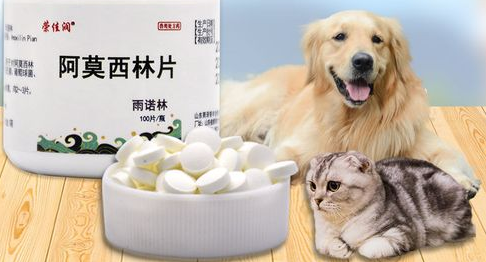 狗吃消炎药有哪些种类 狗吃消炎药有哪些种类