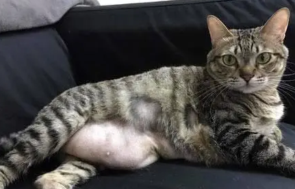 小猫肚子特别大鼓鼓的怎么办啊 小猫肚子特别大鼓鼓的怎么办啊