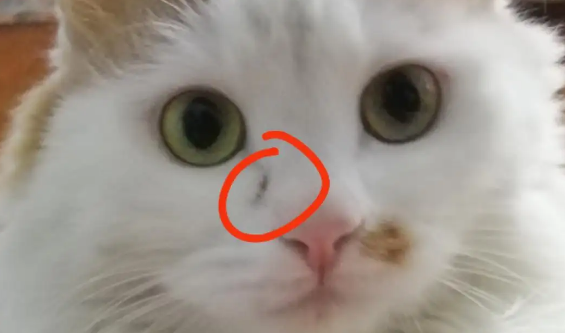 猫鼻子破了还能长好吗