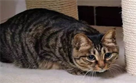 猫咪饲养的8个NG行为及关系改善建议