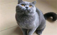 英短猫价格多少钱一只幼猫