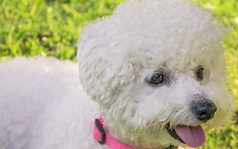 如何选择适合比熊犬的狗粮 如何选择适合比熊犬的狗粮