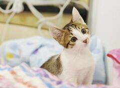 猫的一生：幼、成、老猫喂养指南