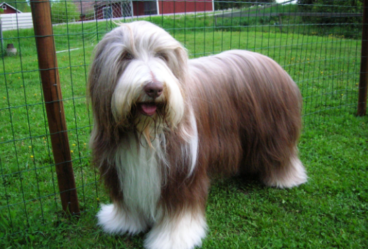 古代牧羊犬挑食的处理方法,牧羊犬挑食怎么办? 古代牧羊犬挑食的处理方法,牧羊犬挑食怎么办?