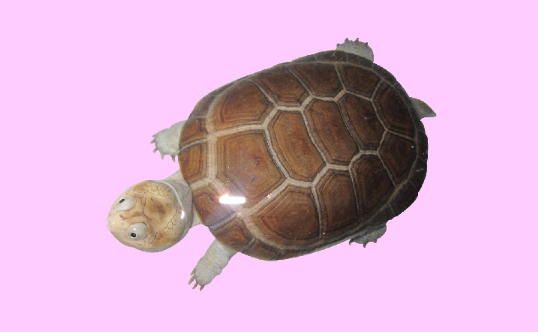 沼泽侧颈龟凶猛吗?这篇文章告诉你 沼泽侧颈龟凶猛吗?这篇文章告诉你