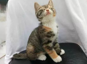 搞怪猫猫睡觉爱张嘴吐舌? 搞怪猫猫睡觉爱张嘴吐舌?