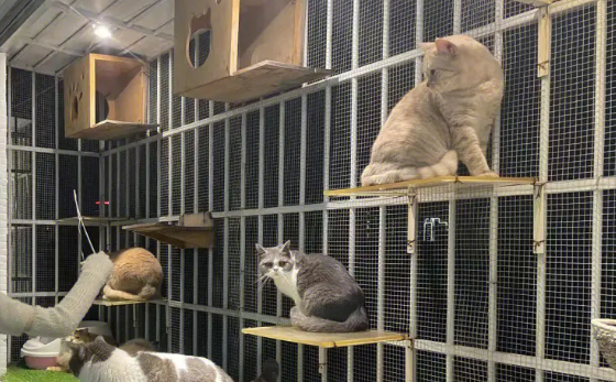 宠物院寄养猫咪多少钱
