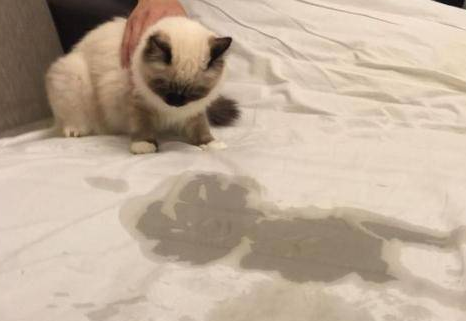 为什么猫咪总在床边尿呢