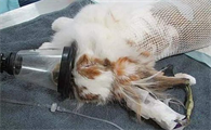 猫咪得了脂肪肝怎么办?猫咪脂肪肝的药物治疗!