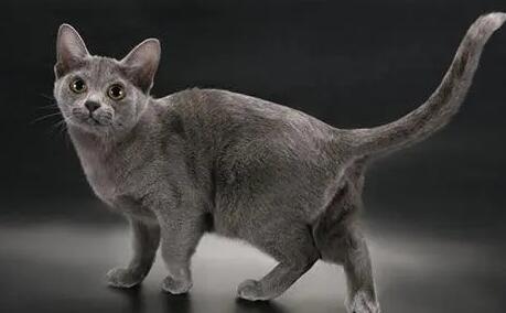科拉特猫如何才能照料好? 科拉特猫如何才能照料好?