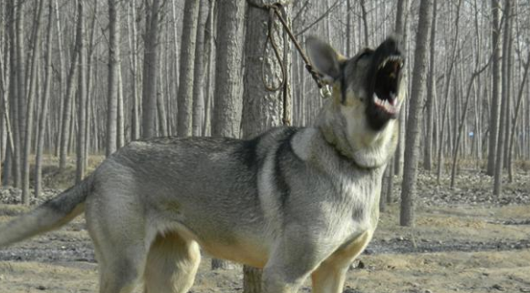 成年狼青犬一天喂几顿,每顿喂多少狗粮 成年狼青犬一天喂几顿,每顿喂多少狗粮