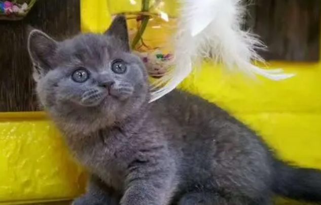 猫舍蓝猫多少钱一只 猫舍蓝猫多少钱一只