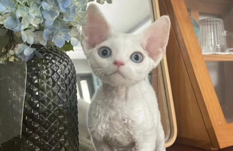德文卷毛猫自身缺陷