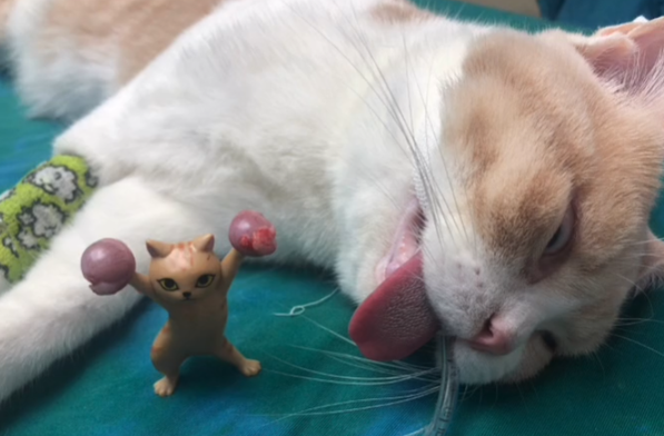 猫咪绝育后吐黄水就死了是怎么回事