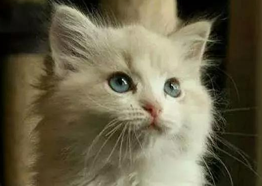 猫咪鼻子湿湿的，会不会是“感冒”了？