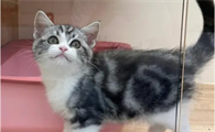 美短猫是哪个国家的