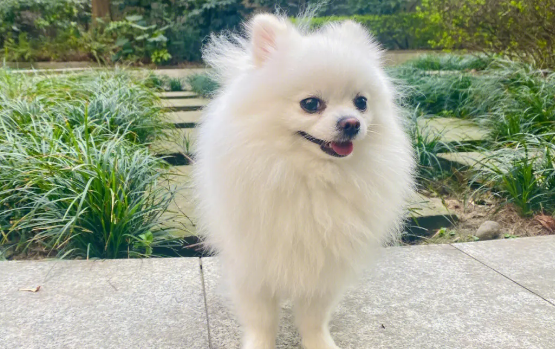 博美得气管炎多久会好啊 博美得气管炎多久会好啊