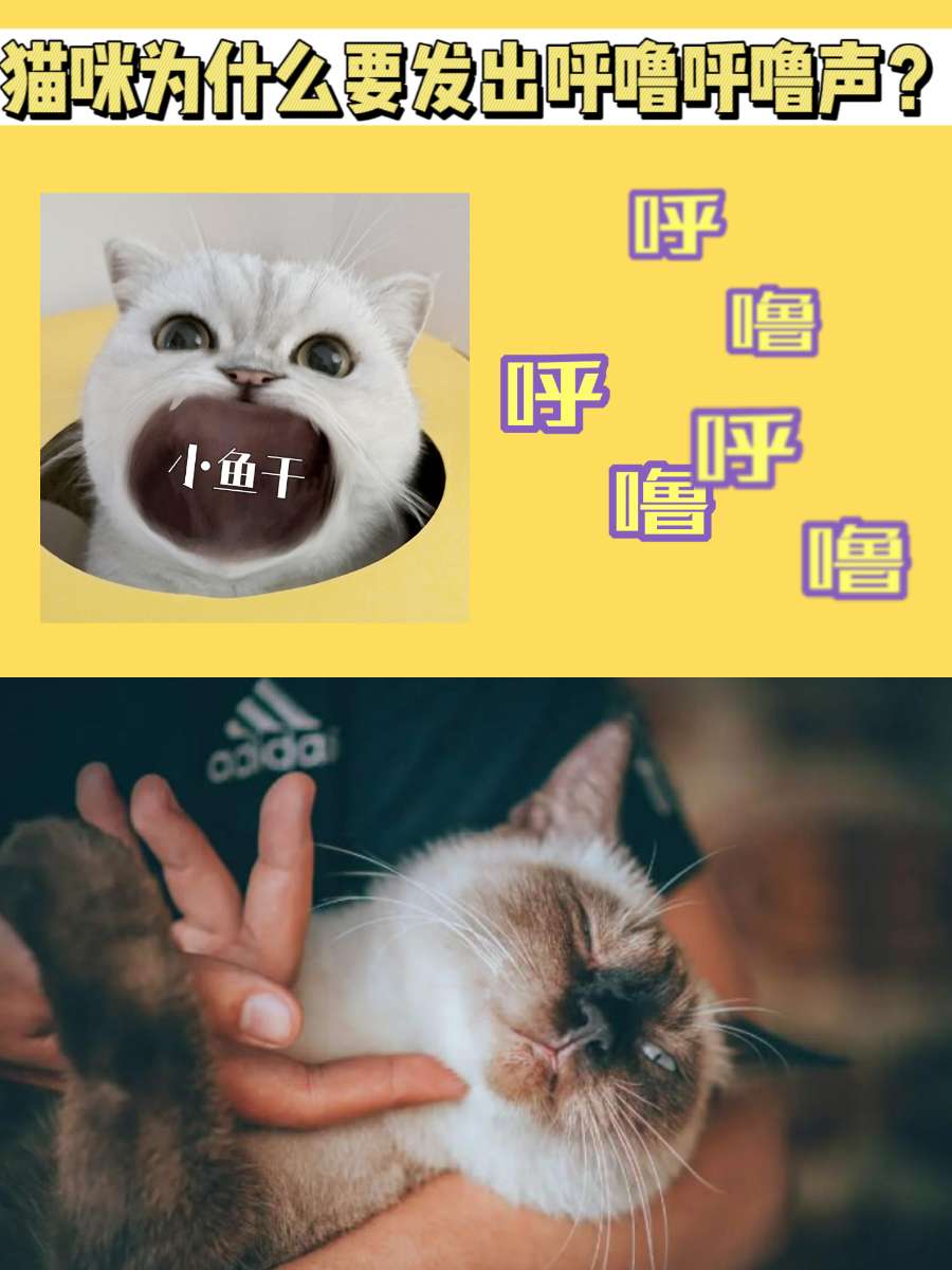 猫咪发出呼噜呼噜的声音，是在表达什么？