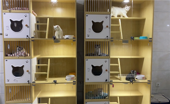 兰州口碑好的猫舍