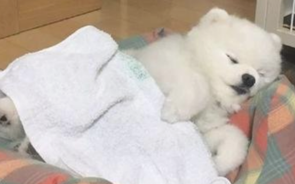 狗狗有点感冒能够打细微针吗?可以打针吗? 狗狗有点感冒能够打细微针吗?可以打针吗?